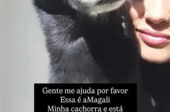 Cachorro perdido Fêmea (brl001954) - photo