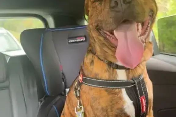 Lost Timid Dog - Patella St, Onkaparinga