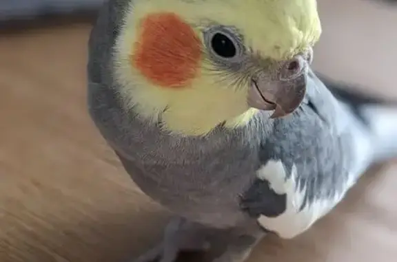 Lost pets , photo: Lost Tame Bird: Answers to 'Baby'