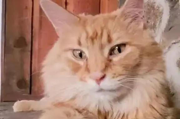 Lost pets Longmont, photo: Lost Orange Tabby: Friendly & Lovable