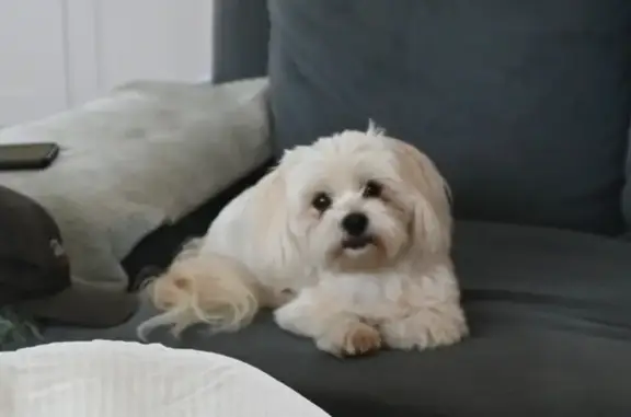 Lost Small Dog: White with Beige Tail