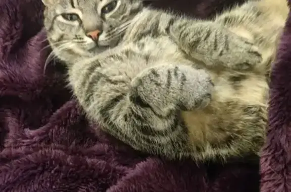 Chat tigré gris perdu à Toulouse - photo