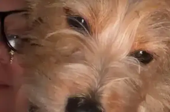 Lost Tan Dog! Call If Seen: Fincastle