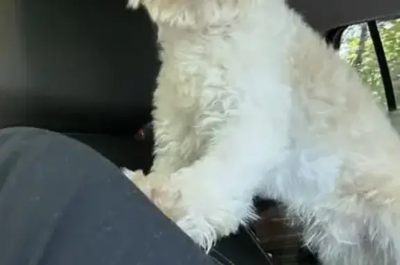 Lost Pomapoo: Help Find Charlie!