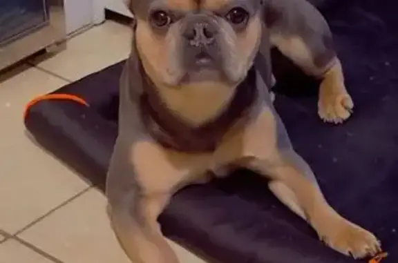 Lost Dog: Bluish Black & Tan, Mercer Ave