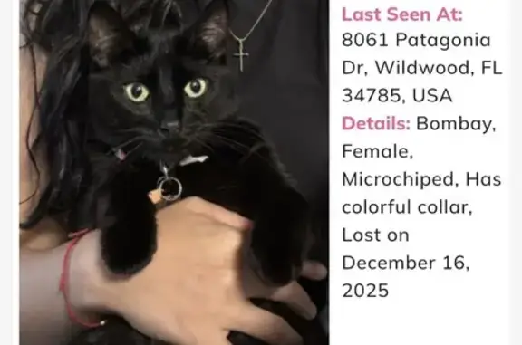 Lost Black Cat: Simba, Green Eyes, Reward