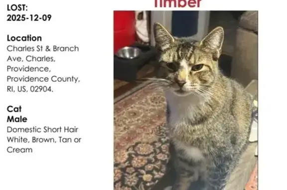 Lost pets Providence, photo: Lost Cat: Limping Big Boy on Stone St