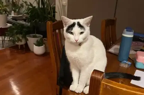 Lost pets , photo: Lost Cat on Arthur St, Maribyrnong