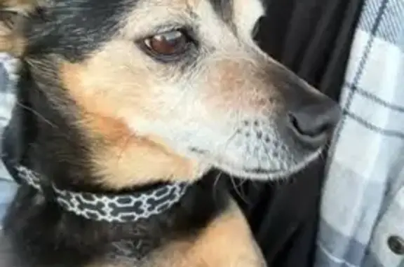 Missing dog , photo: Lost Dog: Black & Tan on MacArthur St