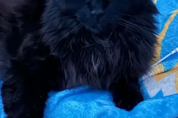 Missing cat Lemay, photo: Missing: Large Black Cat, Lemay Area