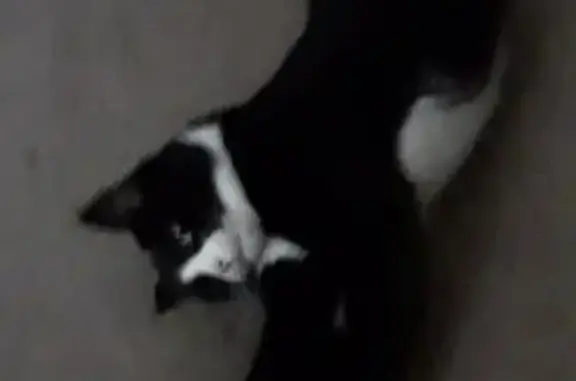 Lost pets Roseville, photo: Lost Tuxedo Cat, 7, Leach St, Roseville