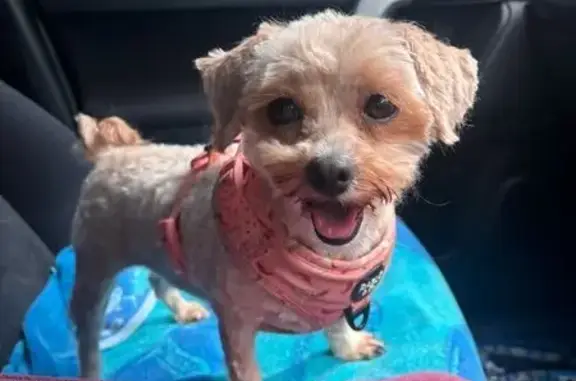 Lost Shih-Poo: Ginga Missing i...