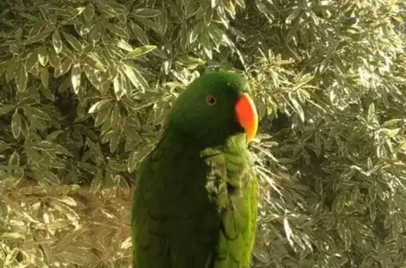Lost Eclectus Parrot: Friendly...