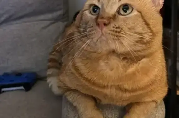 Lost Ginger Cat: Swirl Mark, Bywood St