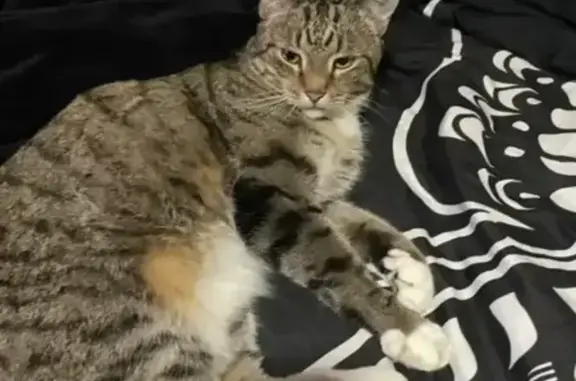 Lost Cat: White Socks, Striped Tail - Rae Ct