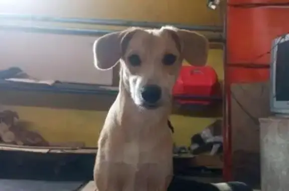 cachorro desaparecida