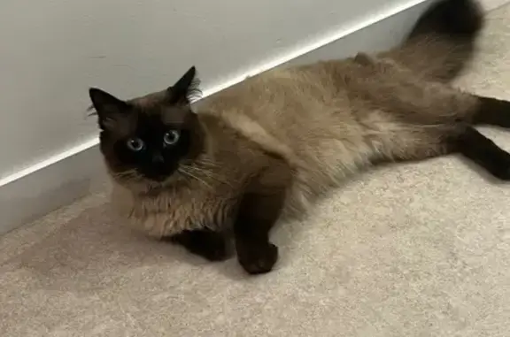 Chat trouvé , photo: Chat trouvée à Rambouillet, Île-de-France
