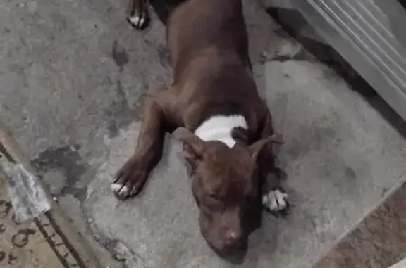 cachorro desaparecida