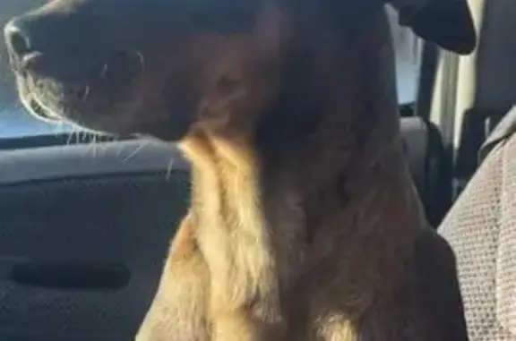 Lost Catahoula: Blue Eyes & Paw Scar