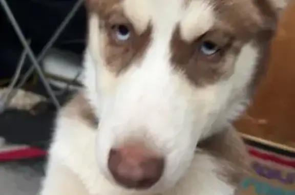 Lost Red Husky Puppy on Kincheloe Dr