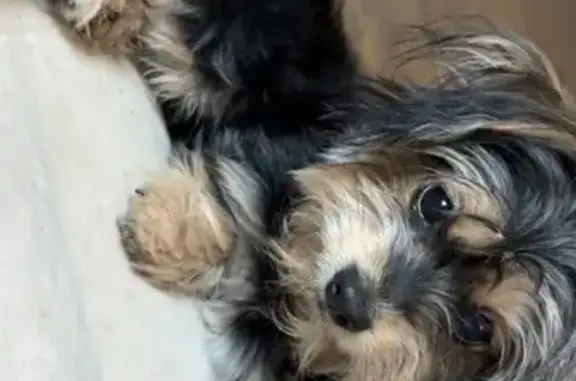 Lost Dog: Army Collar, Chipped in Dayton