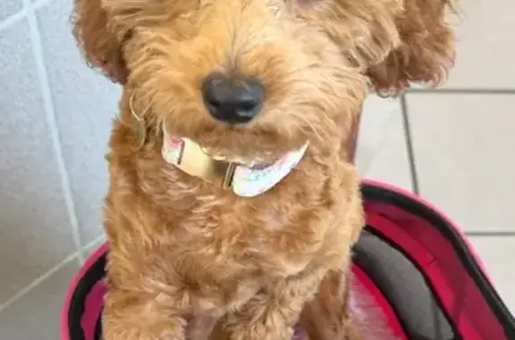 Lost Mini Poodle: Jelly Bean in Lake City