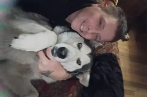 Missing dog Kennedale, photo: Lost Gray & White Dog, Pregnant, Kennedale