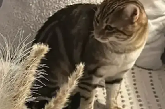 Chat mâle tigré perdu à Villepinte - photo