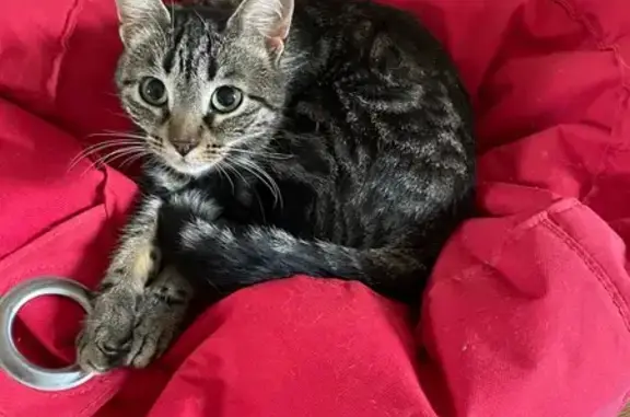 Chatte tigrée perdue à Valence - photo