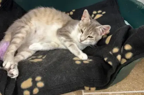 Animaux perdus , photo: Chatte européenne perdue à Villeperdue
