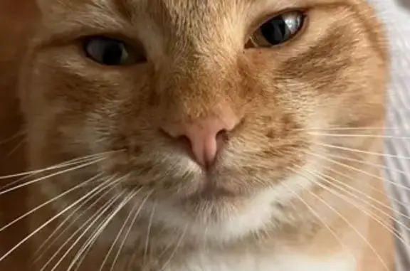Chat perdu : orange, timide, Ancenis - photo