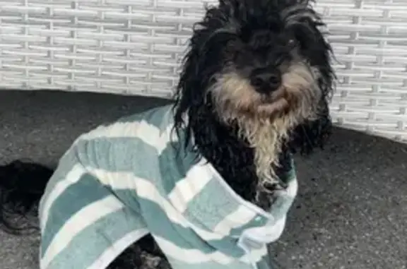 Lost Cavoodle: Timid & Skittish in Fraser