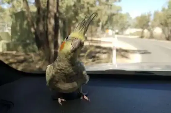 URGENT: Lost Cockatiel in Gold...