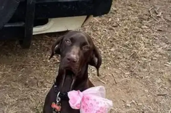 Lost Liver-Colored Dog in Cair...