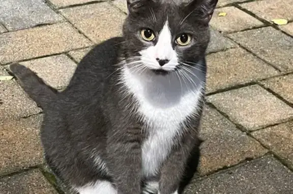 Lost 7-Year-Old Gray Cat in Islip Area
