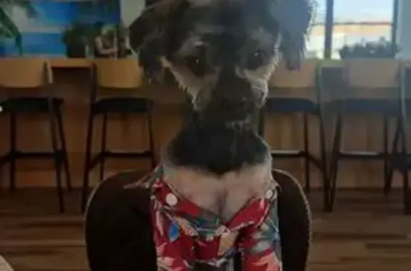 Lost Yorkie: Black Shirt, Tower Rd Area