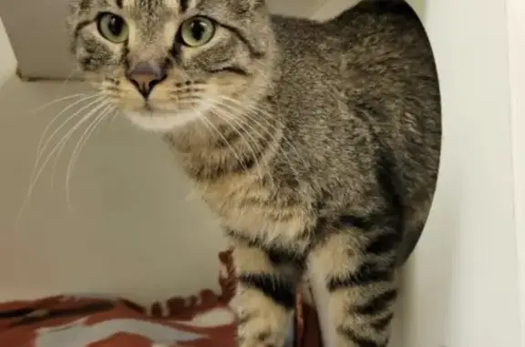 Lost Grey Cat: Friendly, Bell Collar