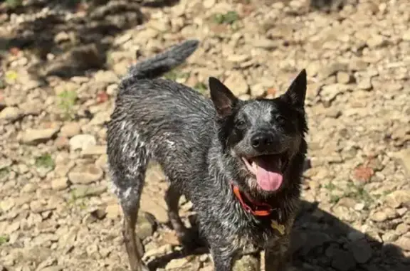 Lost pets Clarksville, photo: Lost Blue Heeler: Winston, 63lbs, Anxious
