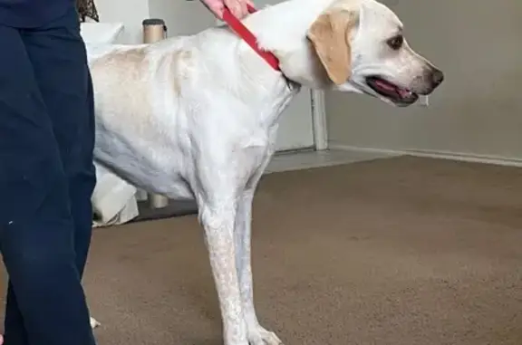 Found dog Temple, photo: Found: Friendly Large Dog on Bluegrass Ct