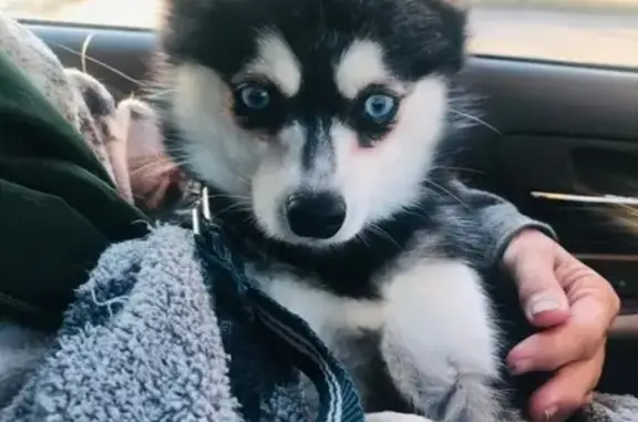 Lost Alaskan Klee Kai in Louis...