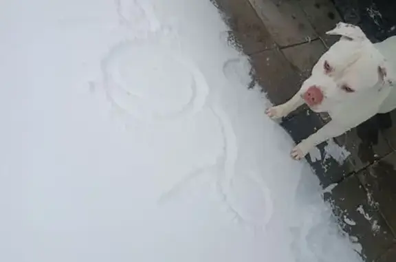 Lost Dog: White with Brown Ear Marks