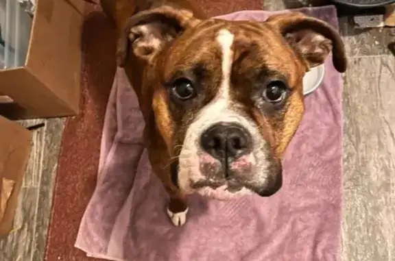 Found dog Missouri City, photo: Found: Brindle Boxer in Birchwood Hills