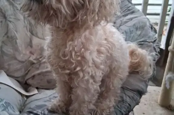 Found pets Sacramento, photo: Found: Energetic Poodle on 44th St, Sac