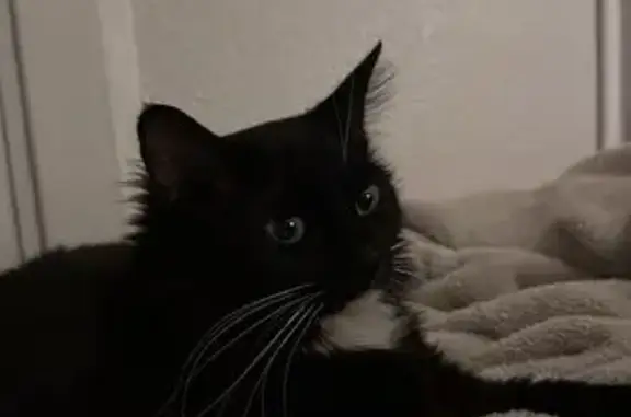 Lost pets Imperial, photo: Lost Black & White Cat on S. H Street
