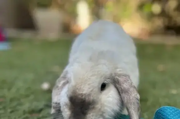 Lost and found pets Australia, photo: Found Rabbit: White, Floppy Ears, Unique
