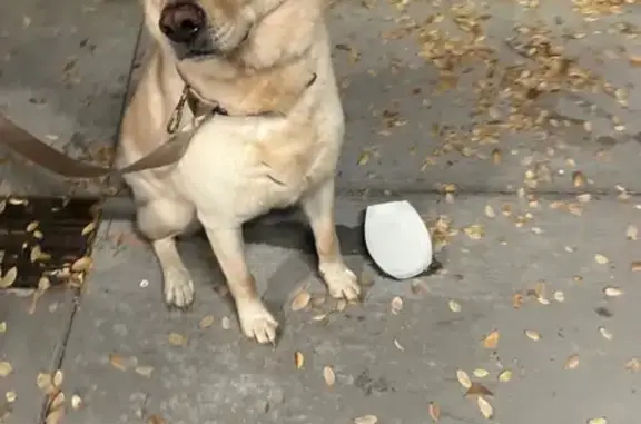 Found dog Gilbert, photo: Lost Dog Found on W. Juniper Ave, Gilbert