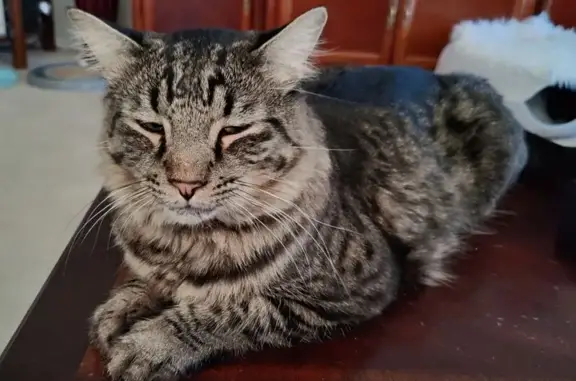 Lost pets Killeen, photo: Lost: Black & Gray Cat on Fawn Drive