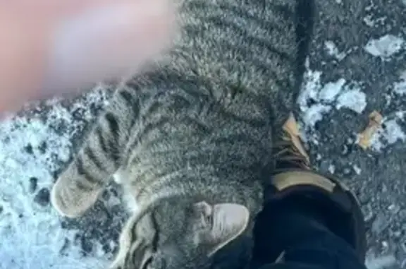 Lost pets Carmichael, photo: Help Find Ricky: Beloved Gray Tabby Lost