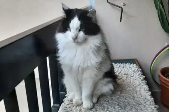 Chat perdu 16 ans noir et blanc, craintif - photo