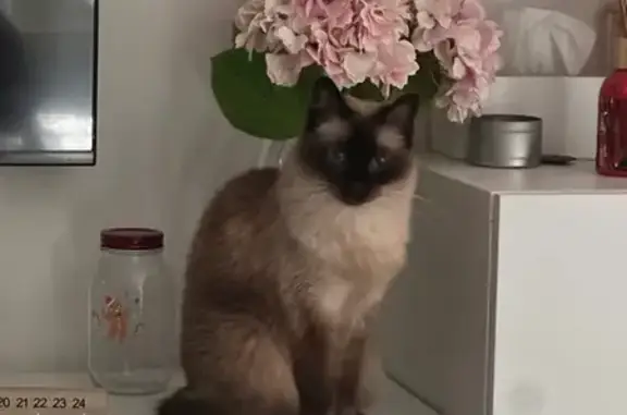 Lost 15-Year-Old Ragdoll x Balinese Cat